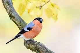 125 kostenlose bilder zum thema dompfaff. Dompfaff Oder Auch Gimpel Foto Bild Natur Herbst Mannchen Bilder Auf Fotocommunity