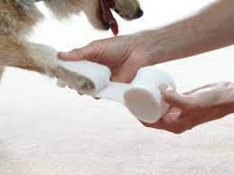 how to care for your dog s torn toenail