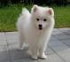 Japanese Spitz Puppies for Sale from Reputable Dog Breeders
