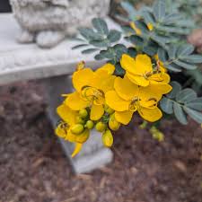 Image result for Senna bicapsularis