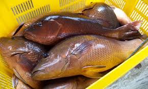 Uni Fishing Pond Seri Kembangan Kolam Kolam Pancing Bawah Taman U Seri Kembangan At Uni Fishing Pond Facebook