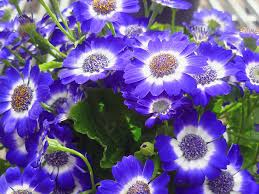 Image result for Cineraria mazoensis