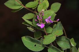 Image result for Desmodium