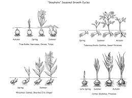 Amaryllis Flower Life Cycle Best Flower Wallpaper