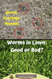 Worms In Lawn Are They Good Or Bad Iowa Worm Composting Worm Composting Earthworms Worm Castings