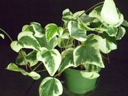 Indoor Ivy Plants Growing Ivies Ivy Plants Ivy Plant Indoor Plants