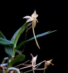 Image result for Angraecum cultriforme
