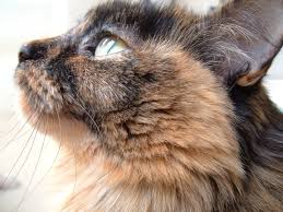 Ginger (dark green collar) domestic short hair, tortoiseshell. Free Tortoiseshell Long Hair Cat Stock Photo Freeimages Com