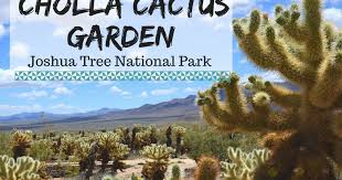 Fan attacked by jumping cactus as rory mcilroy hits out of desert at accenture. Katie Wanders Cholla Cactus Garden Joshua Tree National Park