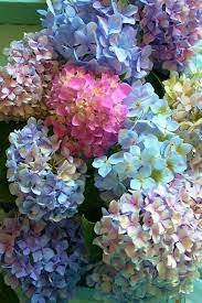 Pin De Siti Masitha En Blooming Beauties Board 1 Flores Exoticas Paisajismo Con Hortensias Hortensias