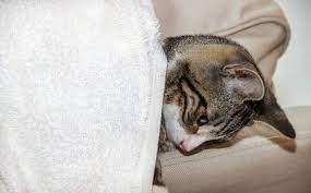 Por Que Mi Gato Me Succiona Como Si Amamantara Todas Las Razones Y Solucion Blog De Animales