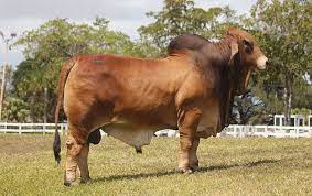 Find great deals on ebay for brahman bull. Champion Brahman Cattle At The 2017 Mexican National Brahman Cattle Show Announced By Moreno Ranches