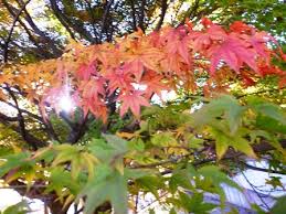 紅葉 黄葉情報 ふれあいブログ