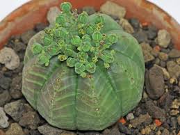 Euphorbia Meloformis Pflanzen Sukkulenten Pflanzenbestimmung