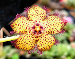 Image result for Orbea maculata