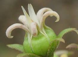 Image result for Stenostelma capense