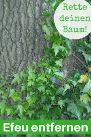 Efeu Entfernen Selbst De Efeu Teichpflanzen Pflanzen