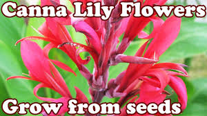 Maybe you would like to learn more about one of these? How To Dethatch Lawn Thatch Thatching Dethatching Rake Thatcher Dethatcher Aeration Garden Tool Youtube