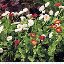 Pin On Gardening Landscaping I