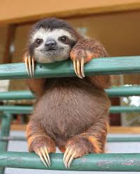 Yavru Tembel Hayvan Sloth Hayvan Tembel Hayvan Komik Hayvan