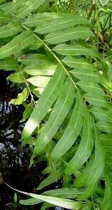 Image result for Acrostichum