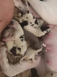 The cost to buy a great dane varies greatly and depends on many factors such as the breeders' location, reputation, litter size, lineage of the puppy, breed popularity (supply and demand), training, socialization efforts, breed lines and much more. Rose Danes Puppies Harlequin Mantle Merle Great Danes