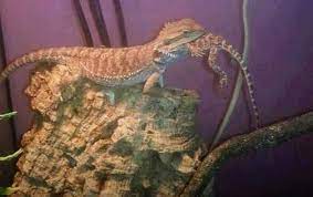 The cheapest offer starts at £40. Bearded Dragon Terrarium Size Cohabitation Reptifiles