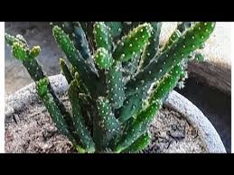 Even beginners will be able to perform it easily through cuttings, offset, or pad. Opuntia Monacantha Cactus Cutting Propagation In Hindi Youtube