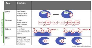 Enzyme Specificity - an overview | ScienceDirect Topics