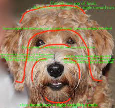 Legendary Labradoodles Helpful Links Labradoodle Grooming Goldendoodle Grooming Labradoodle Haircut