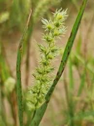 Image result for Cenchrus biflorus