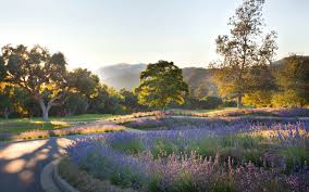We are a team of experts who deliver regular maintenance of gardens and lawns. Carmel Valley Ranch Gardens Event Lawns Bfs Landscape Architects Planning Design Project Management