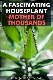Mother Of Thousands Plant Care Guide Otherwise Known As Mexican Hat Plant Or Alligator Plant Mother Of Thousands Plant Mother Of Thousands Mexican Hat Plant