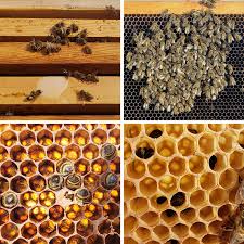 Maybe you would like to learn more about one of these? How Do Honeybees Survive In Cold Weather Does Freezing Weather Kill Honeybees