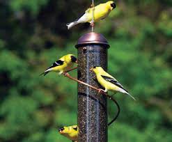 A birdfeeder, bird feeder, bird table, or tray feeder are devices placed outdoors to supply bird food to birds (bird feeding). Choosing The Right Bird Food And Bird Feeder Wild About Birds