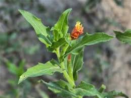 Image result for Oenothera indecora