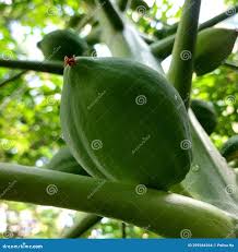 Image result for Vasconcellea pubescens