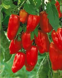Tomate San Marzano 3 Bio Fruit Garden Fall Garden Vegetables Vegetable Garden Tips