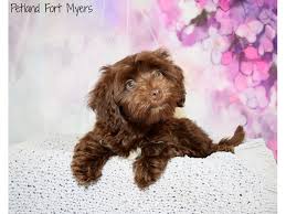 Up to date vaccinations · up to date vaccinations Poodle Havanese Dog Female Chocolate Tan 2775123 Petland Fort Myers Florida