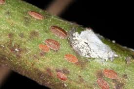 Image result for puklice švestková obrázek