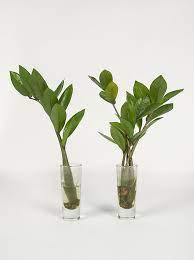 This plant is tough—making it perfect for the forgetful plant owner. Wild Interiors How To Propagate A Zz Plant