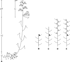 Image result for Scleria melanomphala