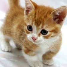 What Is The Past Tense Of Read Socratic