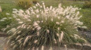 Image result for Cenchrus trisetus