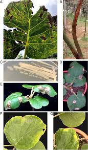 Image result for pseudomonas savastanoi pv nerii oleander symptoms