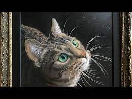 ホーム twitter cats funny cat memes silly cats