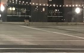 It's the first of its kind in provo. Provo Woman Spots Cougar In Downtown Crosswalk