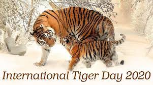 It was created in 2010 at the saint petersburg tiger summit in russia. International Tiger Day 2020 Date And Significance Know History Of The Observance That Encourages Tiger Conservation Latestly