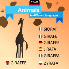 Star Translation Services On Instagram Learn Well Known Animal Names In Different Languages Today It S Giraffe Language Language Giraffe Instagram Posts