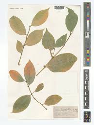 Image result for Suregada